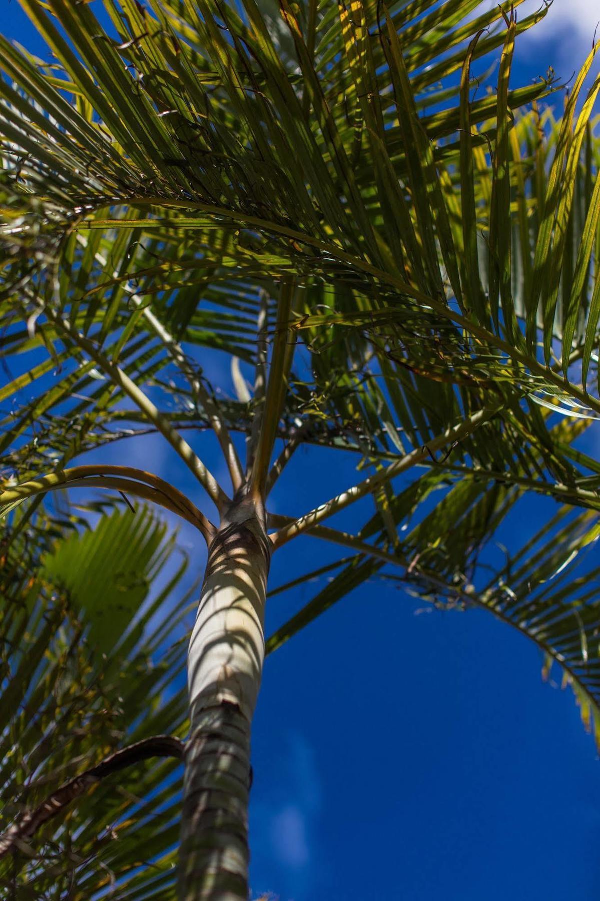 The Black Pearl Beachside Apartments Rarotonga Exterior photo
